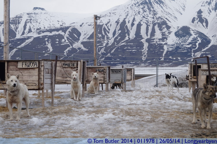 Photo ID: 011978, Pick me, Longyearbyen, Norway