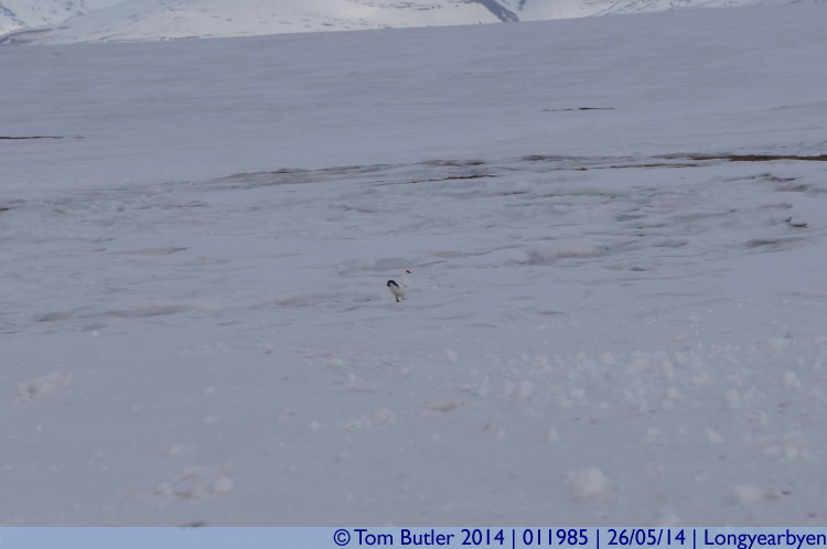 Photo ID: 011985, An almost perfectly camouflaged Ptarmigan, Longyearbyen, Norway