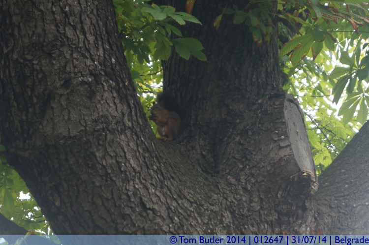 Photo ID: 012647, A red squirrel, Belgrade, Serbia
