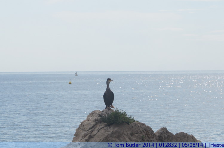 Photo ID: 012832, A cormorant, Trieste, Italy