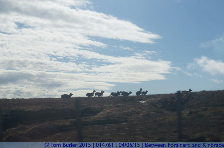 Photo ID: 014761, Deer run from the train, Between Forsinard and Kinbrace, Scotland
