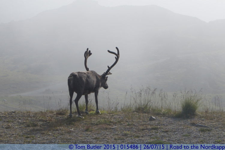 Photo ID: 015486, Reindeer in the mist, Road to the Nordkapp, Norway