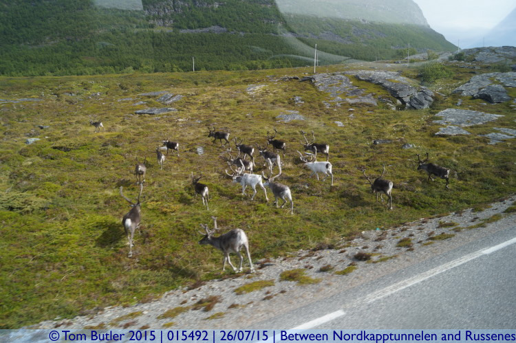 Photo ID: 015492, Get off the road, Between Nordkapptunnelen and Russenes, Norway