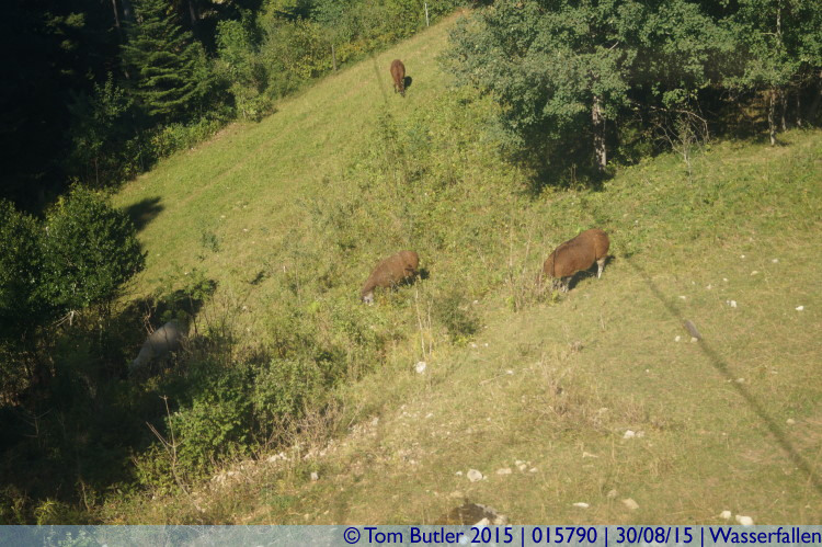 Photo ID: 015790, Alpacas, Wasserfallen, Switzerland
