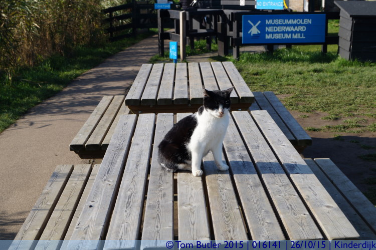 Photo ID: 016141, Mill Cat, Kinderdijk, Netherlands