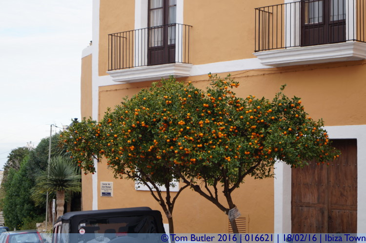 Photo ID: 016621, Oranges in fruit, Ibiza Town, Spain