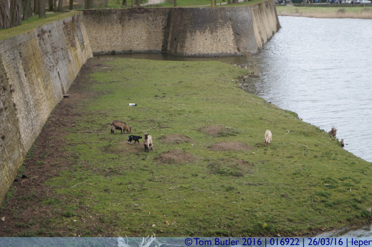 Photo ID: 016922, Goats doing the mowing, Ieper, Belgium