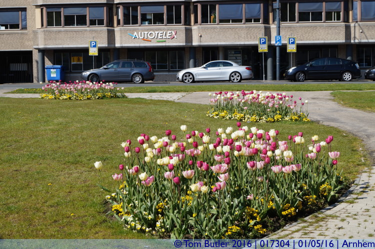 Photo ID: 017304, Tulips in Gelderland, Arnhem, Netherlands