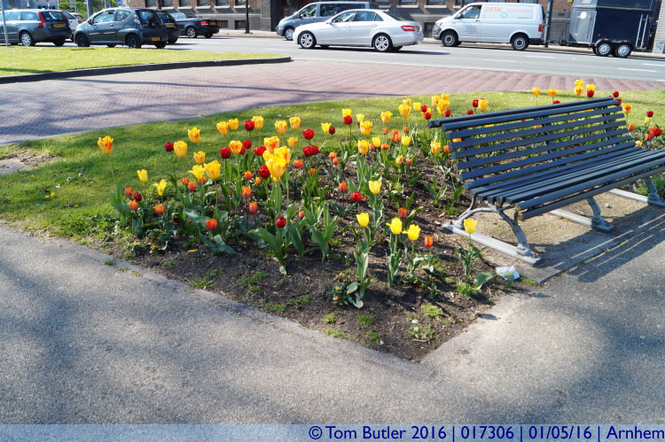 Photo ID: 017306, More Tulips, Arnhem, Netherlands