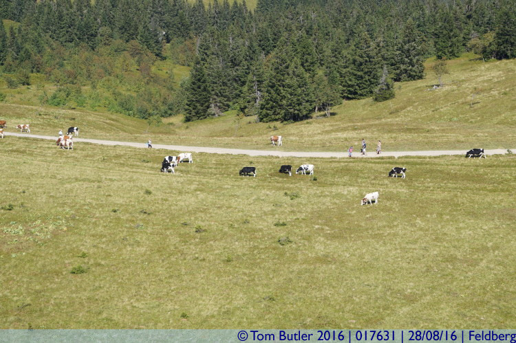 Photo ID: 017631, Mountain grazing, Feldberg, Germany