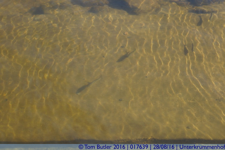 Photo ID: 017639, Fish swimming in the Schluchsee, Unterkrummenhof, Germany