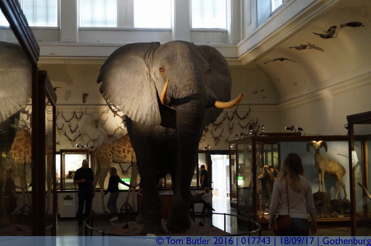 Photo ID: 017743, Elephant, Gothenburg, Sweden