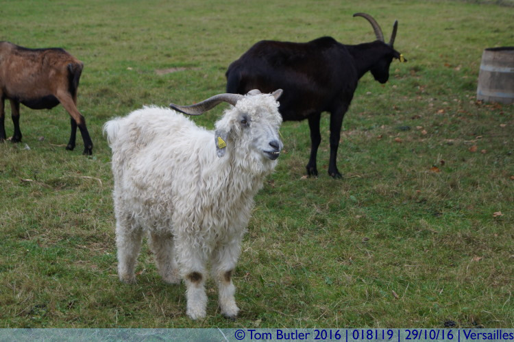 Photo ID: 018119, I shall call this goat Boris, Versailles, France