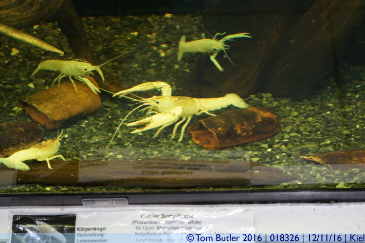Photo ID: 018326, White Crayfish, Kiel, Germany
