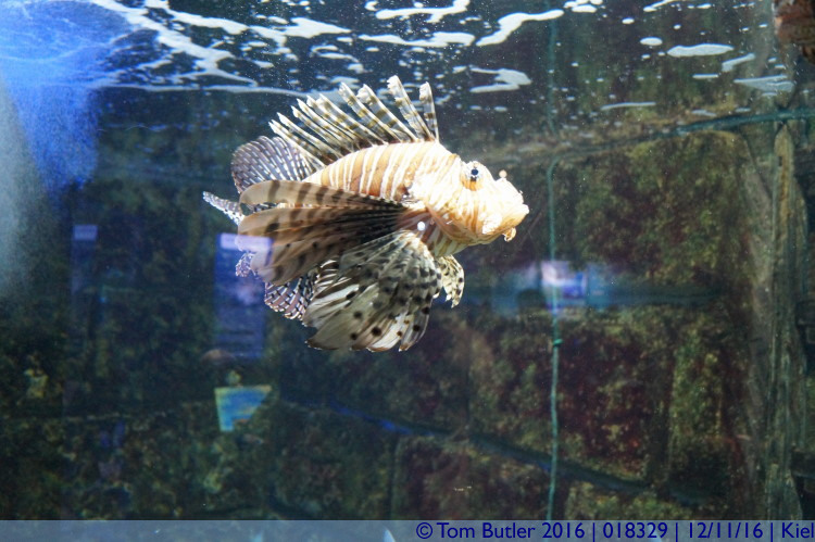 Photo ID: 018329, In the Aquarium, Kiel, Germany