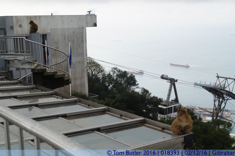 Photo ID: 018393, Cable Cars and Macaques, Gibraltar, Gibraltar
