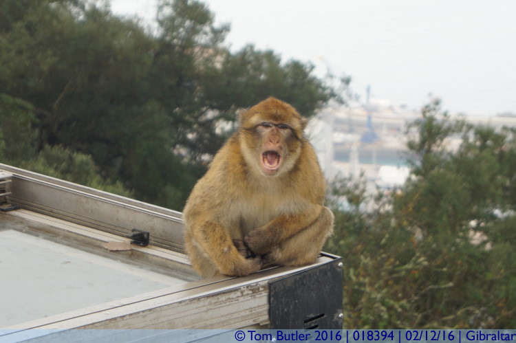 Photo ID: 018394, Scratch and Yawn, Gibraltar, Gibraltar