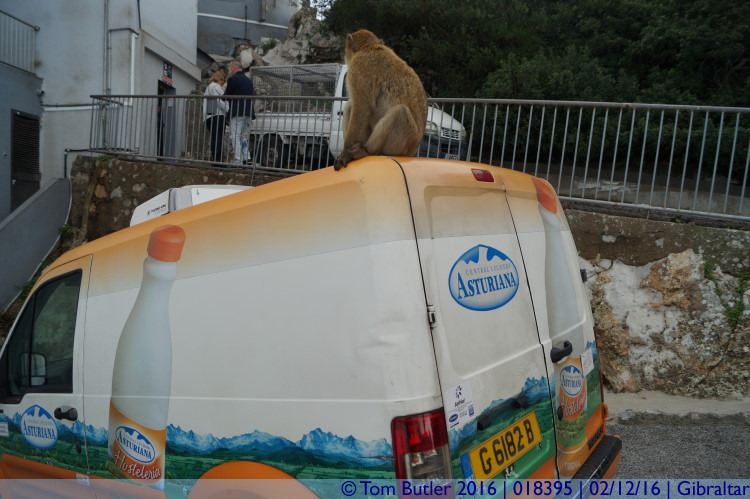 Photo ID: 018395, Van monkey, Gibraltar, Gibraltar