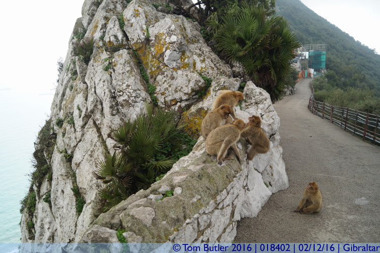 Photo ID: 018402, Hanging out by the edge, Gibraltar, Gibraltar
