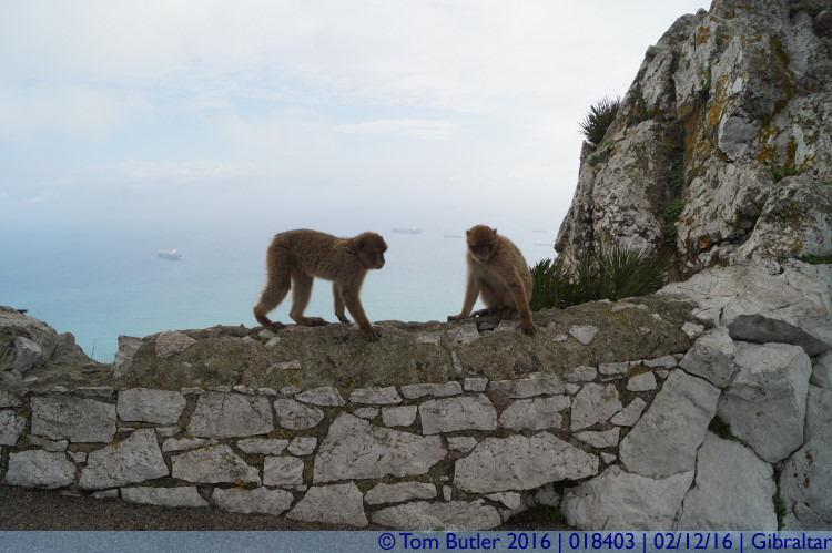Photo ID: 018403, Macaques, Rock and sea, Gibraltar, Gibraltar