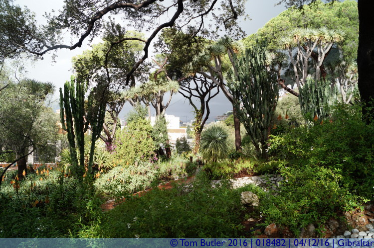 Photo ID: 018482, Trees and Succulents, Gibraltar, Gibraltar