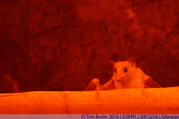 Photo ID: 018491, Bat in the Wildlife Park, Gibraltar, Gibraltar