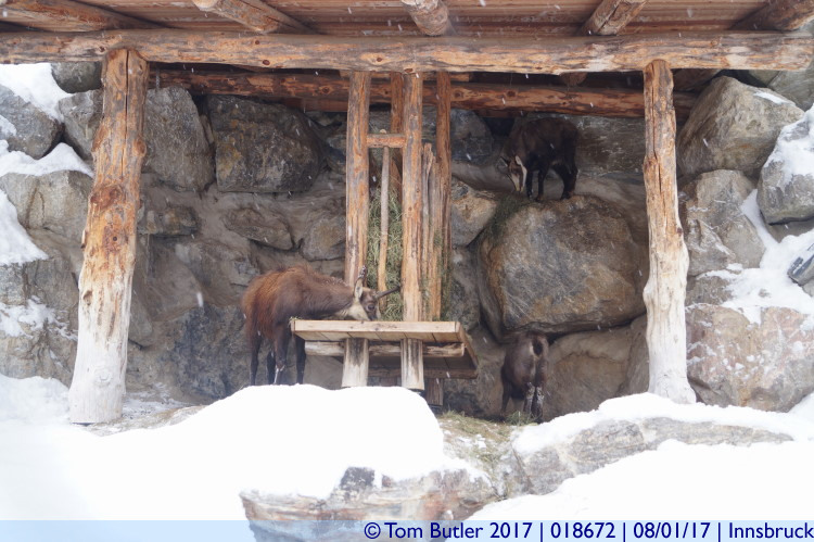 Photo ID: 018672, Chamois Goats, Innsbruck, Austria