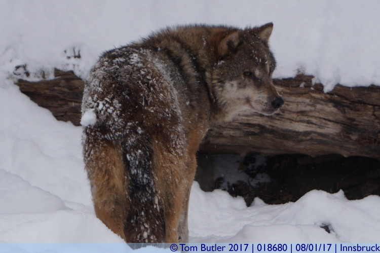 Photo ID: 018680, Snowy wolf, Innsbruck, Austria