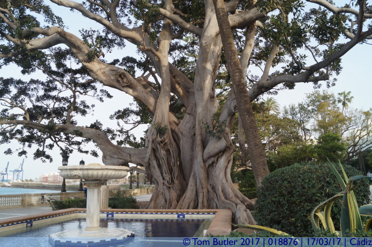 Photo ID: 018876, Old tree, Cadiz, Spain