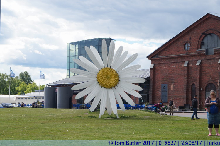 Photo ID: 019827, Giant Daisy, Turku, Finland