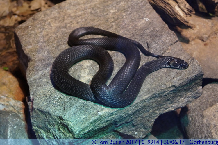 Photo ID: 019914, Swedish Grass Snake, Gothenburg, Sweden