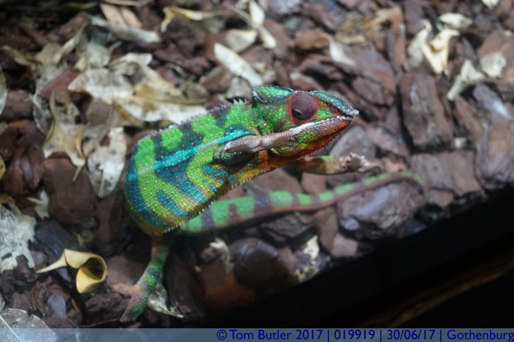 Photo ID: 019919, High fiving chameleon, Gothenburg, Sweden