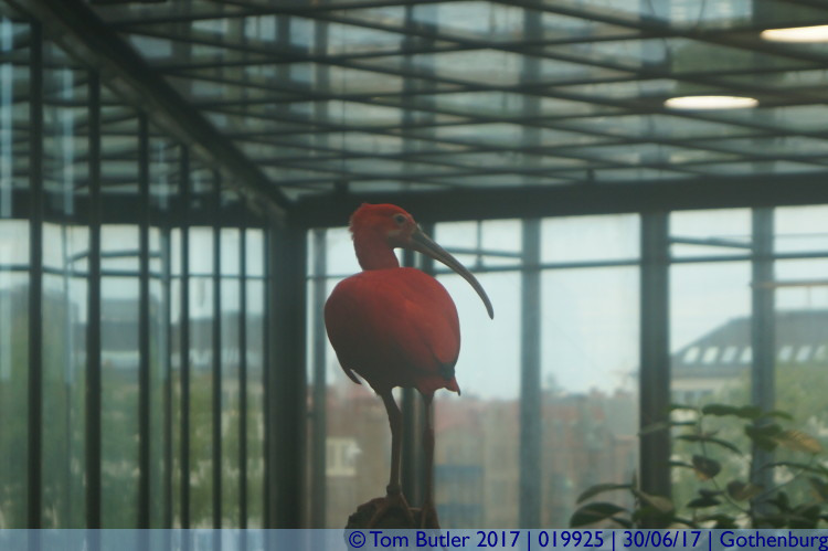Photo ID: 019925, Scarlet Ibis, Gothenburg, Sweden