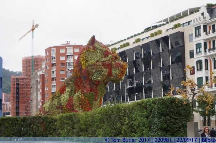 Photo ID: 020981, Bilbao Puppy, Bilbao, Spain