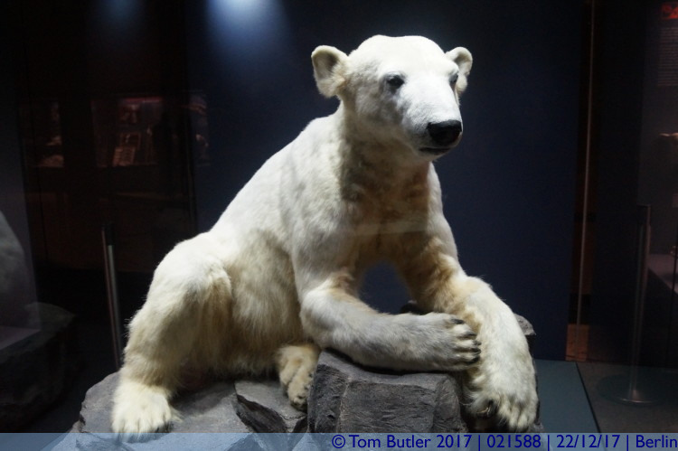 Photo ID: 021588, Knut the Polar bear, Berlin, Germany