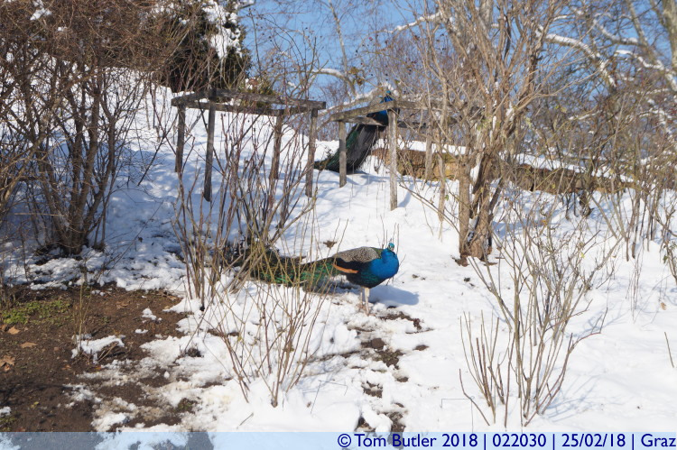 Photo ID: 022030, Peacocks in the snow, Graz, Austria