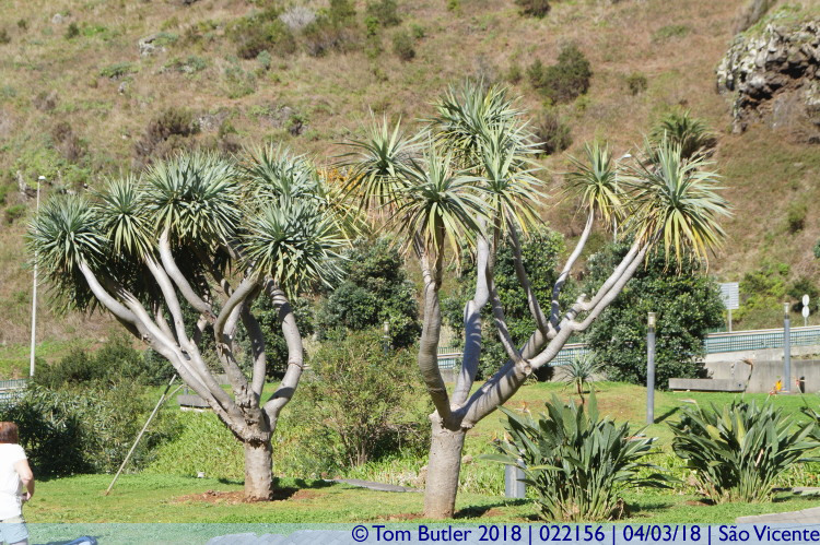 Photo ID: 022156, Dragon trees, So Vicente, Portugal