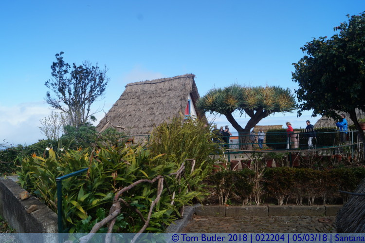 Photo ID: 022204, Traditional house and dragon tree, Santana, Portugal
