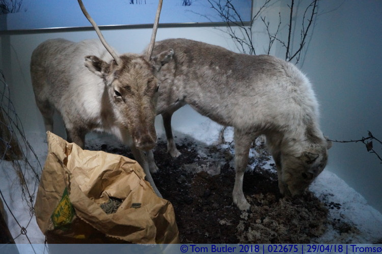 Photo ID: 022675, Reindeer, Troms, Norway