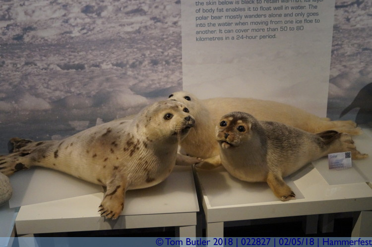 Photo ID: 022827, Seals, Hamemrfest, Norway