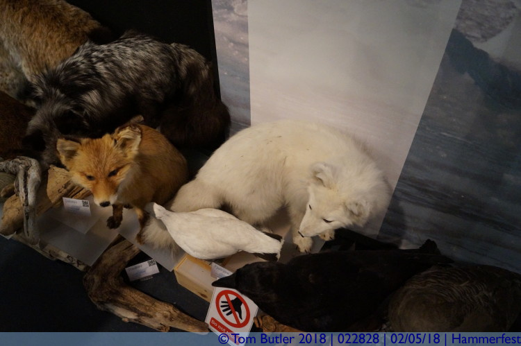 Photo ID: 022828, Arctic foxes, Hamemrfest, Norway