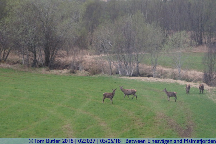 Photo ID: 023037, Deer, Between Elnesvgen and Malmefjorden, Norway