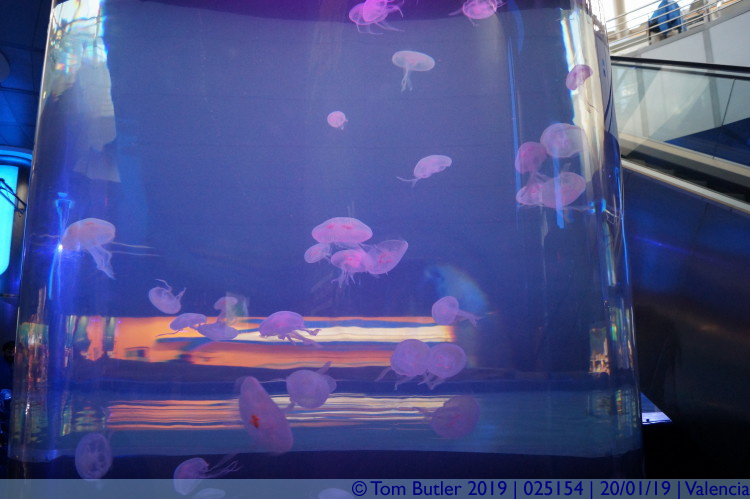 Photo ID: 025154, Jellyfish, Valencia, Spain