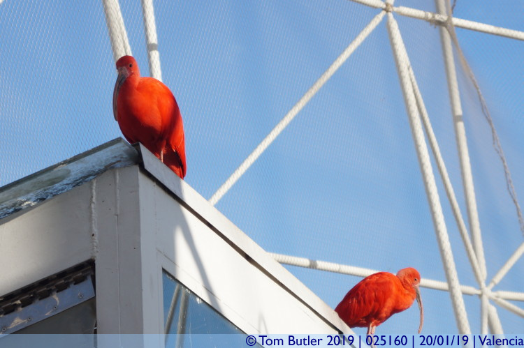 Photo ID: 025160, Scarlet Ibis, Valencia, Spain