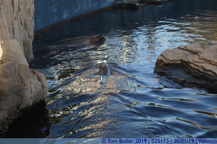 Photo ID: 025173, Sea lions, Valencia, Spain