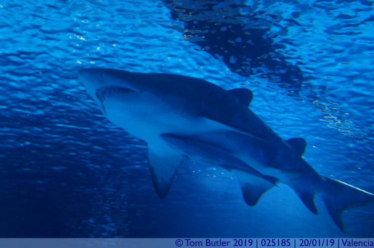 Photo ID: 025185, Under a shark, Valencia, Spain