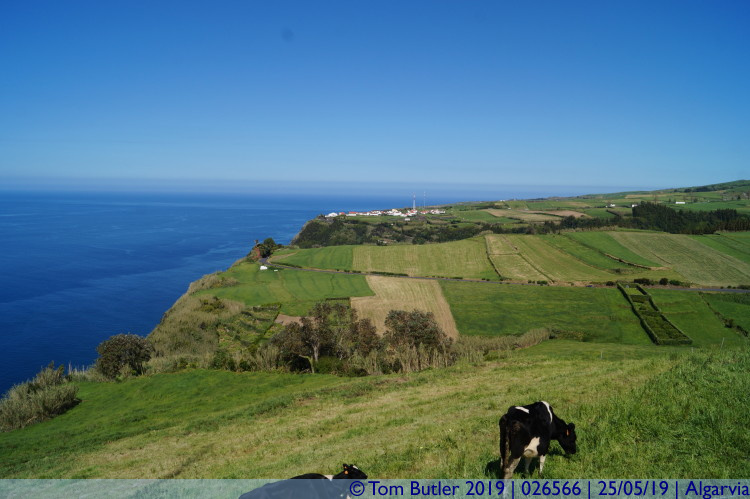 Photo ID: 026566, Cows with a view, Algarvia, Portugal