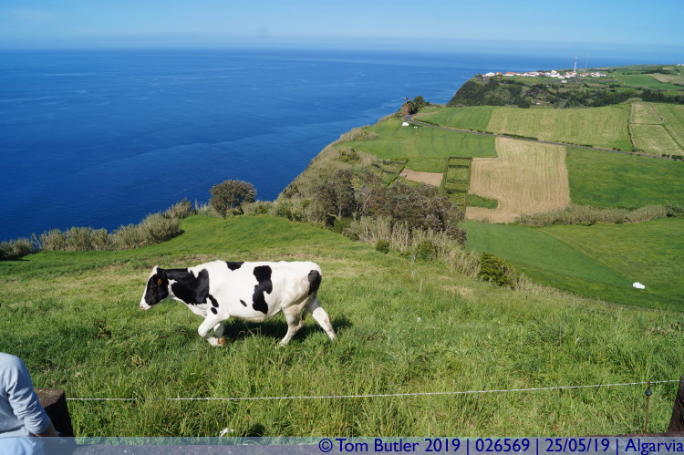 Photo ID: 026569, Happy cow, Algarvia, Portugal