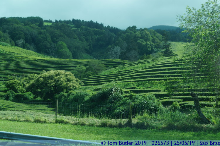 Photo ID: 026573, Tea plantation, Sao Bras, Portugal