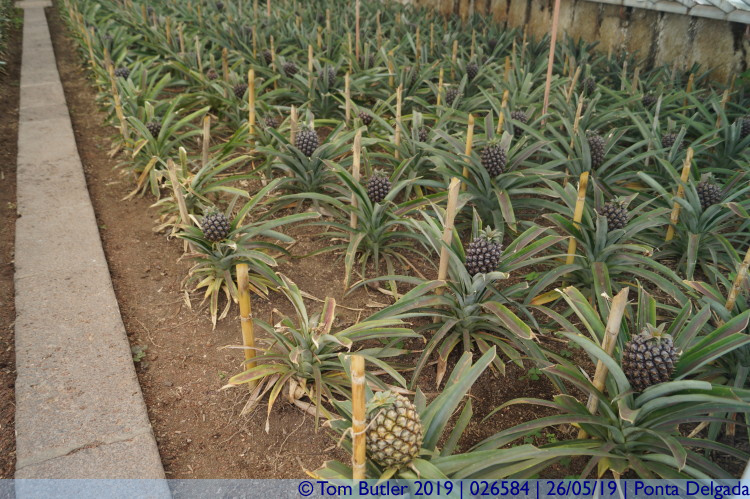 Photo ID: 026584, Baby pineapples, Ponta Delgada, Portugal